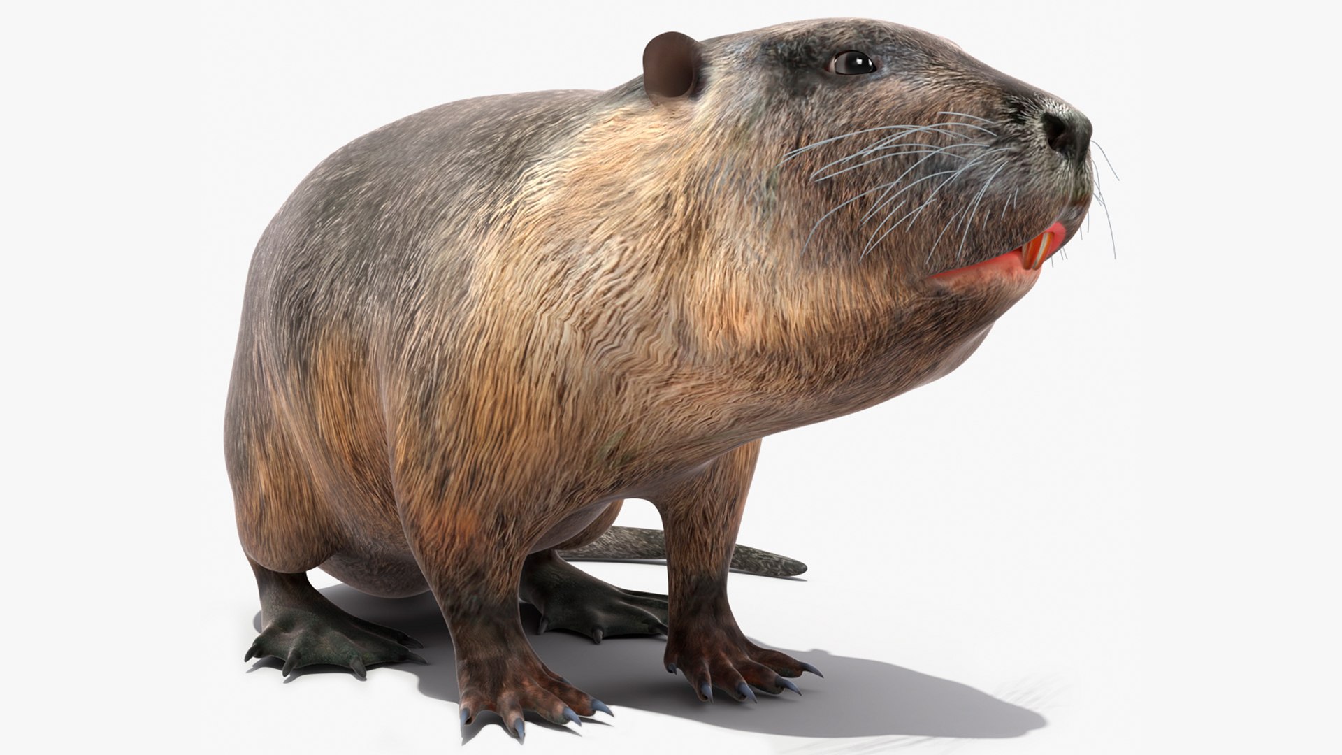 Pets Collection 2 3D model preview