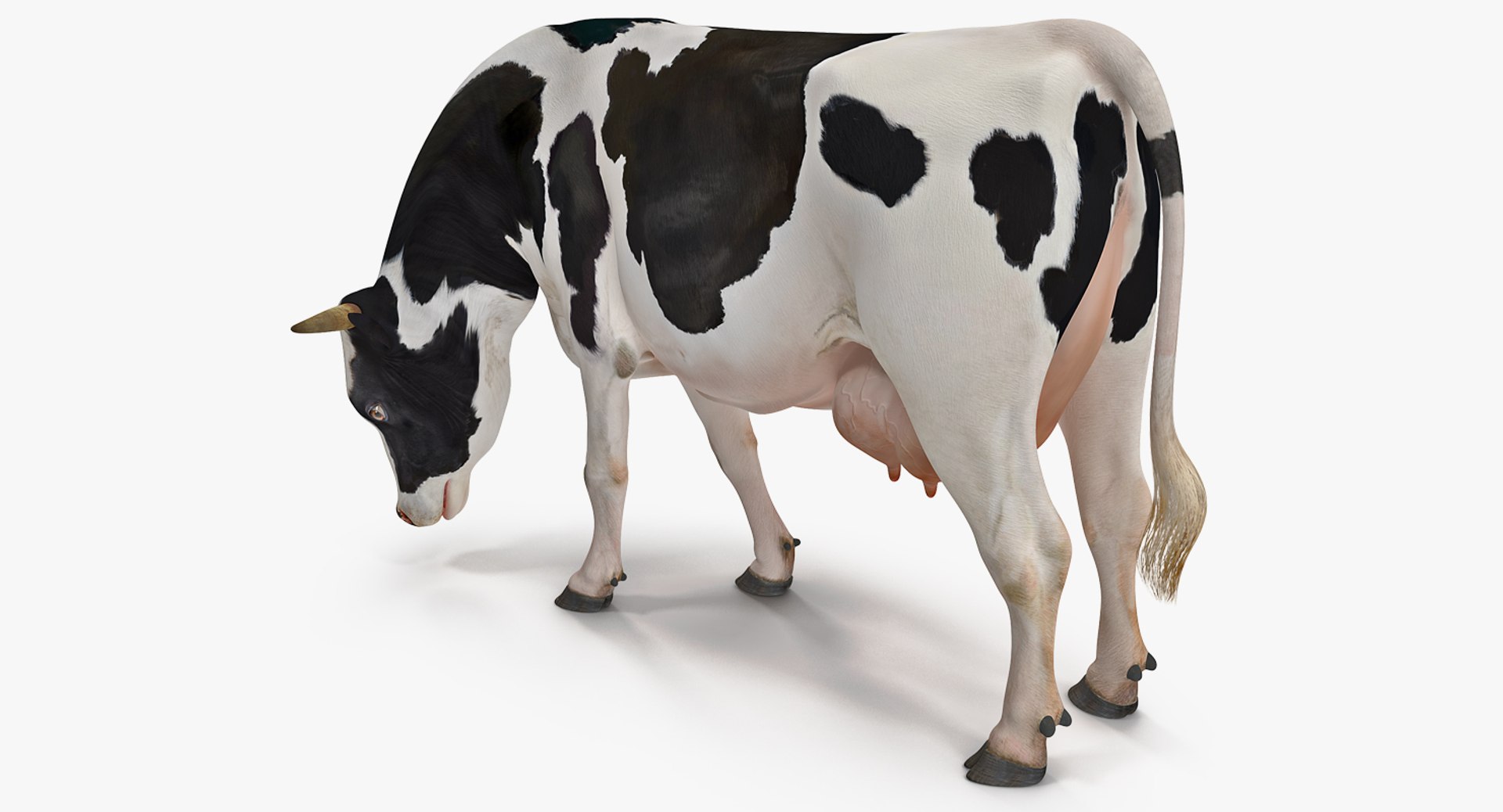 Dairy Cow Eating Pose 3D model preview