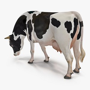 dairy cow eating pose 3D