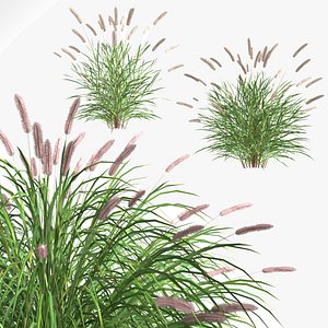3D model fountain grass - Pennisetum alopecuroides Hameln