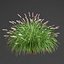 fountain grass - Pennisetum alopecuroides Hameln