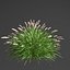 fountain grass - Pennisetum alopecuroides Hameln