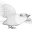 Barn Swallow (Hirundo Rustica)