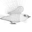 Barn Swallow (Hirundo Rustica)