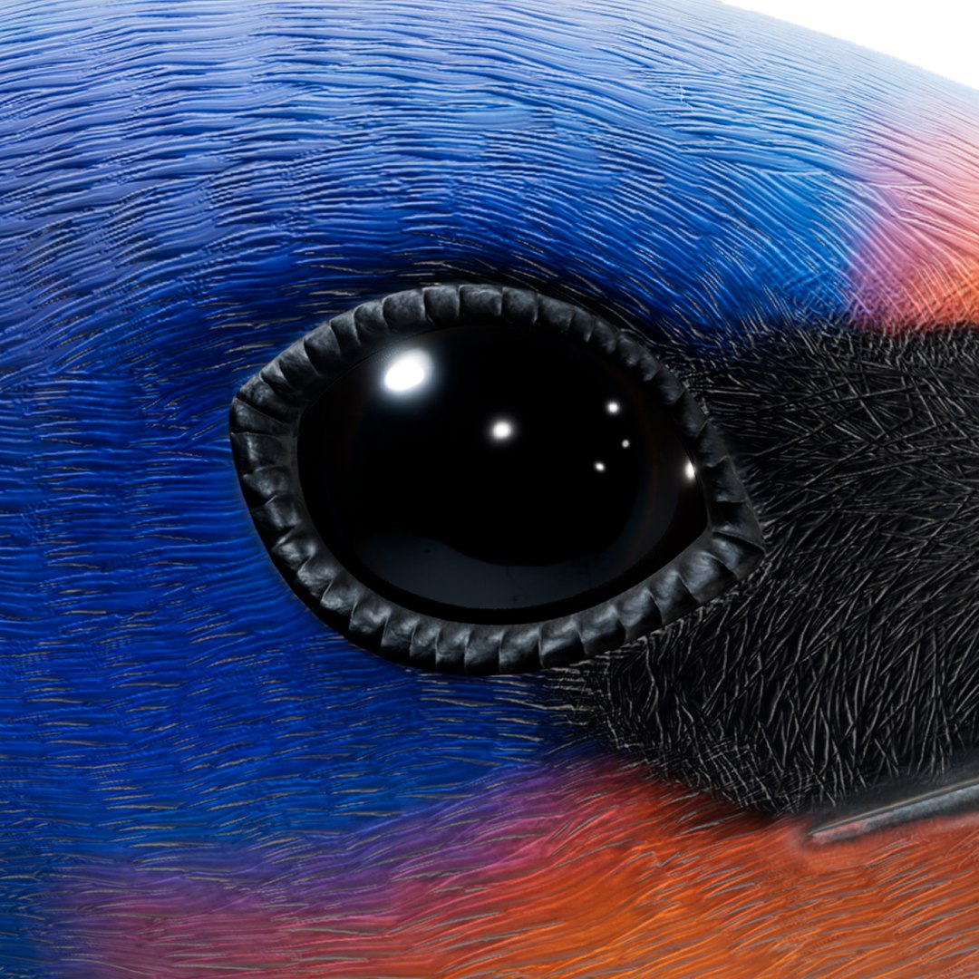 3D model realistic barn swallow hirundo https://p.turbosquid.com/ts-thumb/jJ/ydpwzt/RYmcifC3/3/png/1561521183/1920x1080/fit_q87/69dbe9442d143dceccf3b61e58cb113bd98fe519/3.jpg