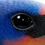 Barn Swallow (Hirundo Rustica)