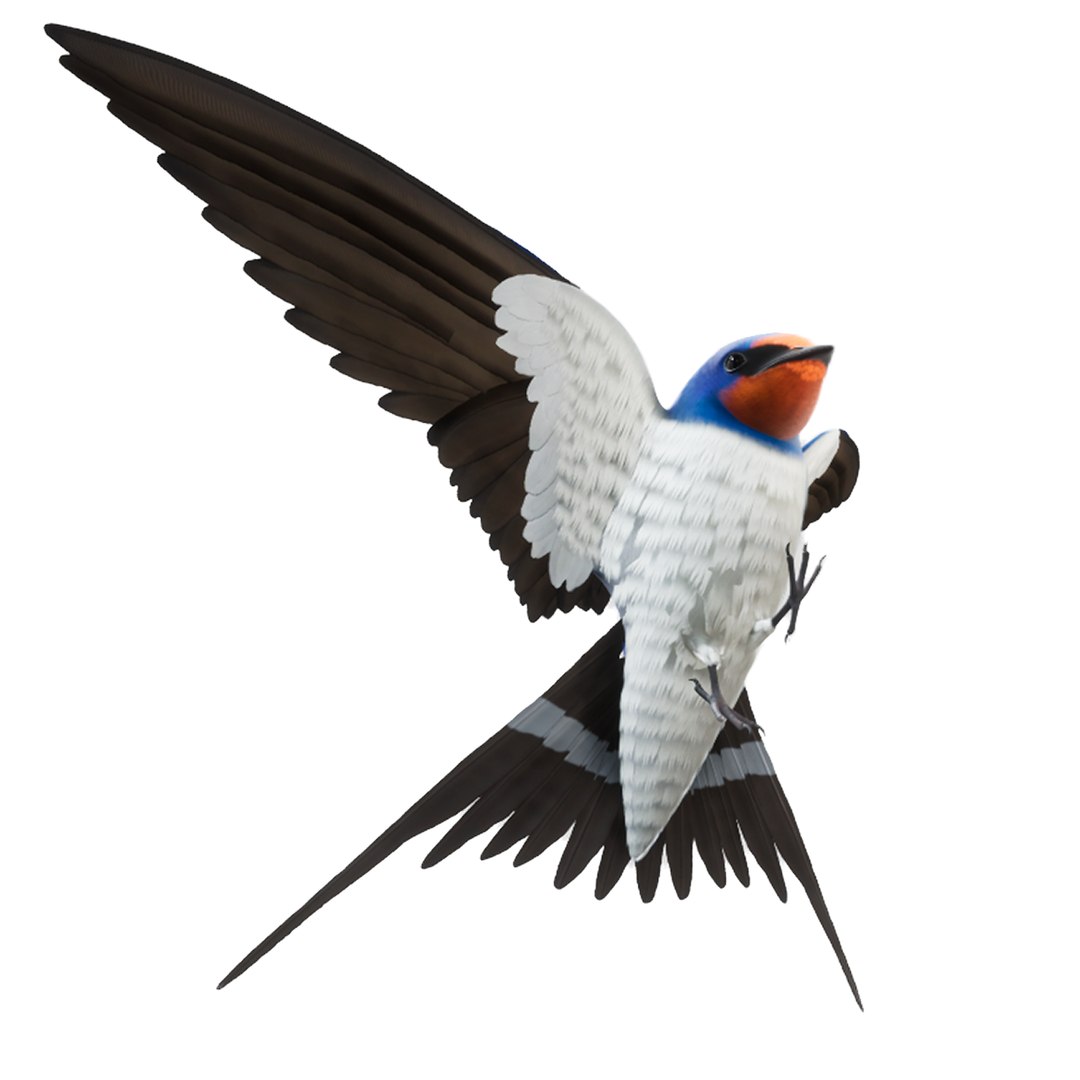 3D model realistic barn swallow hirundo https://p.turbosquid.com/ts-thumb/jJ/ydpwzt/UFBoDyDT/12/png/1561521183/1920x1080/fit_q87/593e1b46a468435c3452a390af6b8c4800d3ce06/12.jpg