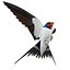 Barn Swallow (Hirundo Rustica)