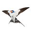 Barn Swallow (Hirundo Rustica)