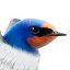 Barn Swallow (Hirundo Rustica)