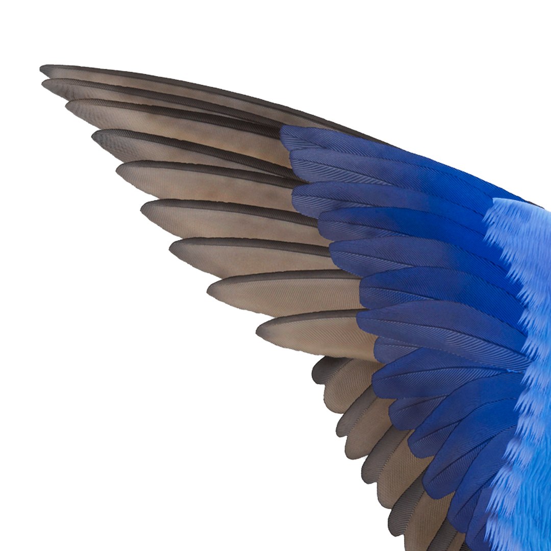 3D model realistic barn swallow hirundo https://p.turbosquid.com/ts-thumb/jJ/ydpwzt/qEhHWSGh/7/png/1561521183/1920x1080/fit_q87/5cf671edb7d2d06453afa509fc79db7e3a6a7b3d/7.jpg
