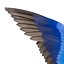 Barn Swallow (Hirundo Rustica)