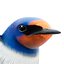 Barn Swallow (Hirundo Rustica)