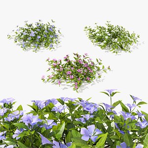 Vinca minor flower