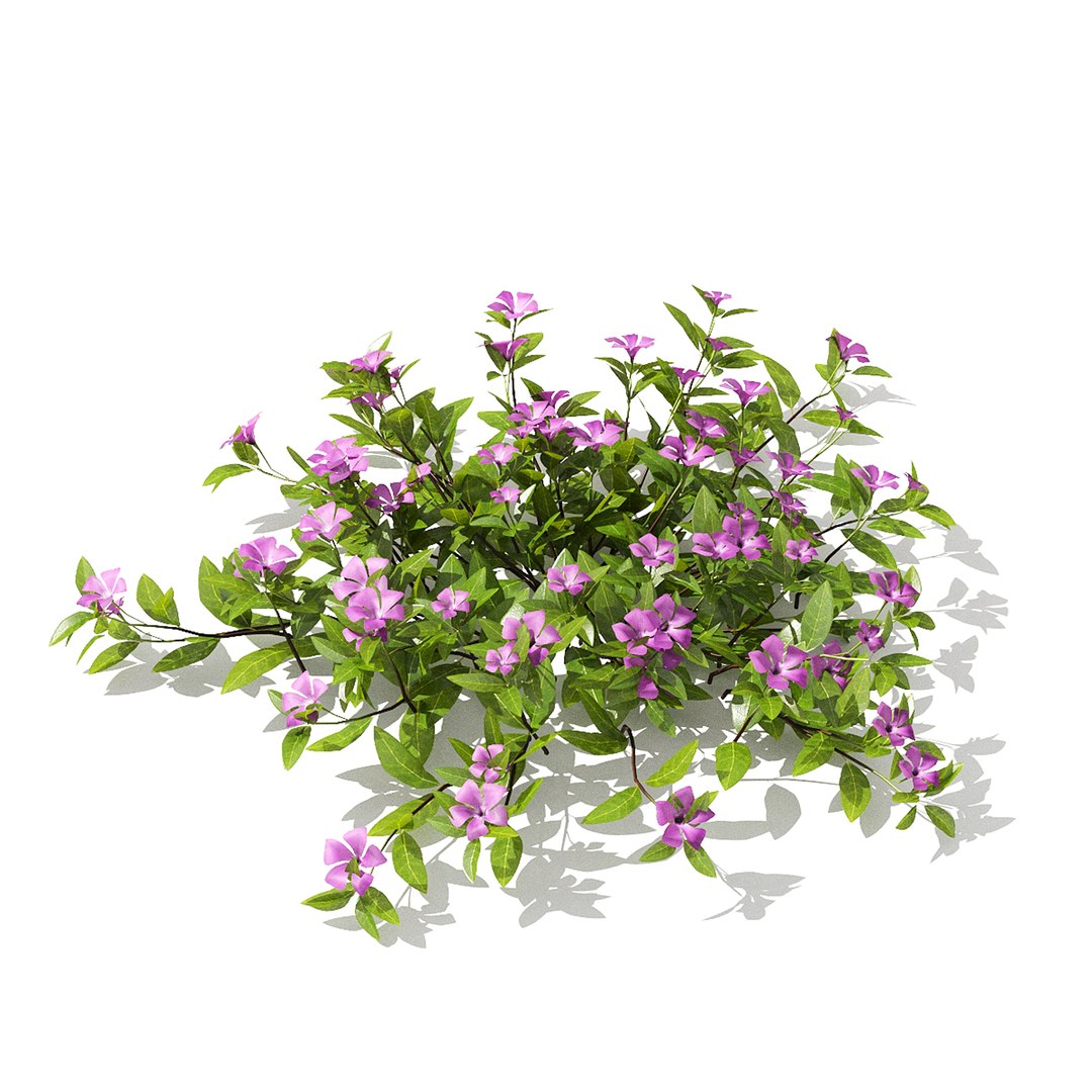 Vinca Minor Flower 3D Model - TurboSquid 2295287