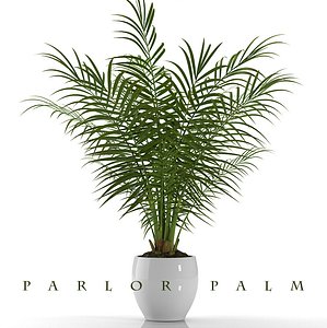 3d parlor palm plant