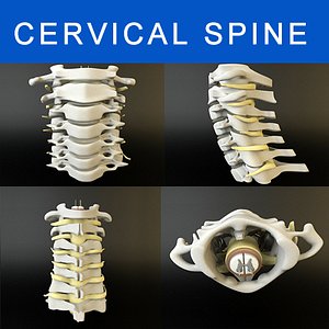cervical bones max