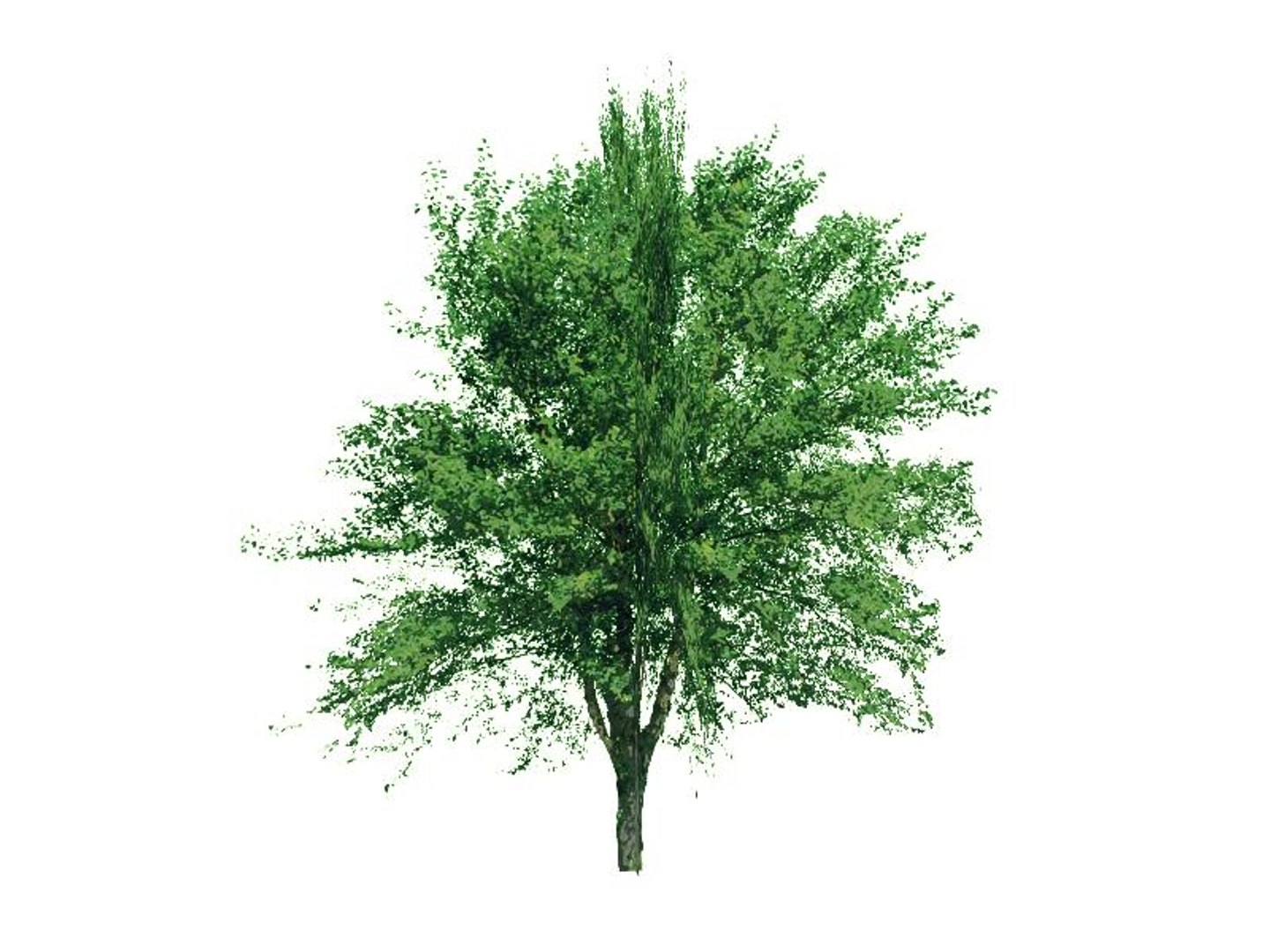 maya 22 trees https://p.turbosquid.com/ts-thumb/jK/2IhJqZ/0EGE4ZhJ/riverbirch/jpg/1134145619/1920x1080/fit_q87/a1abfb060c927d01e16a20b712709b67d48560f8/riverbirch.jpg
