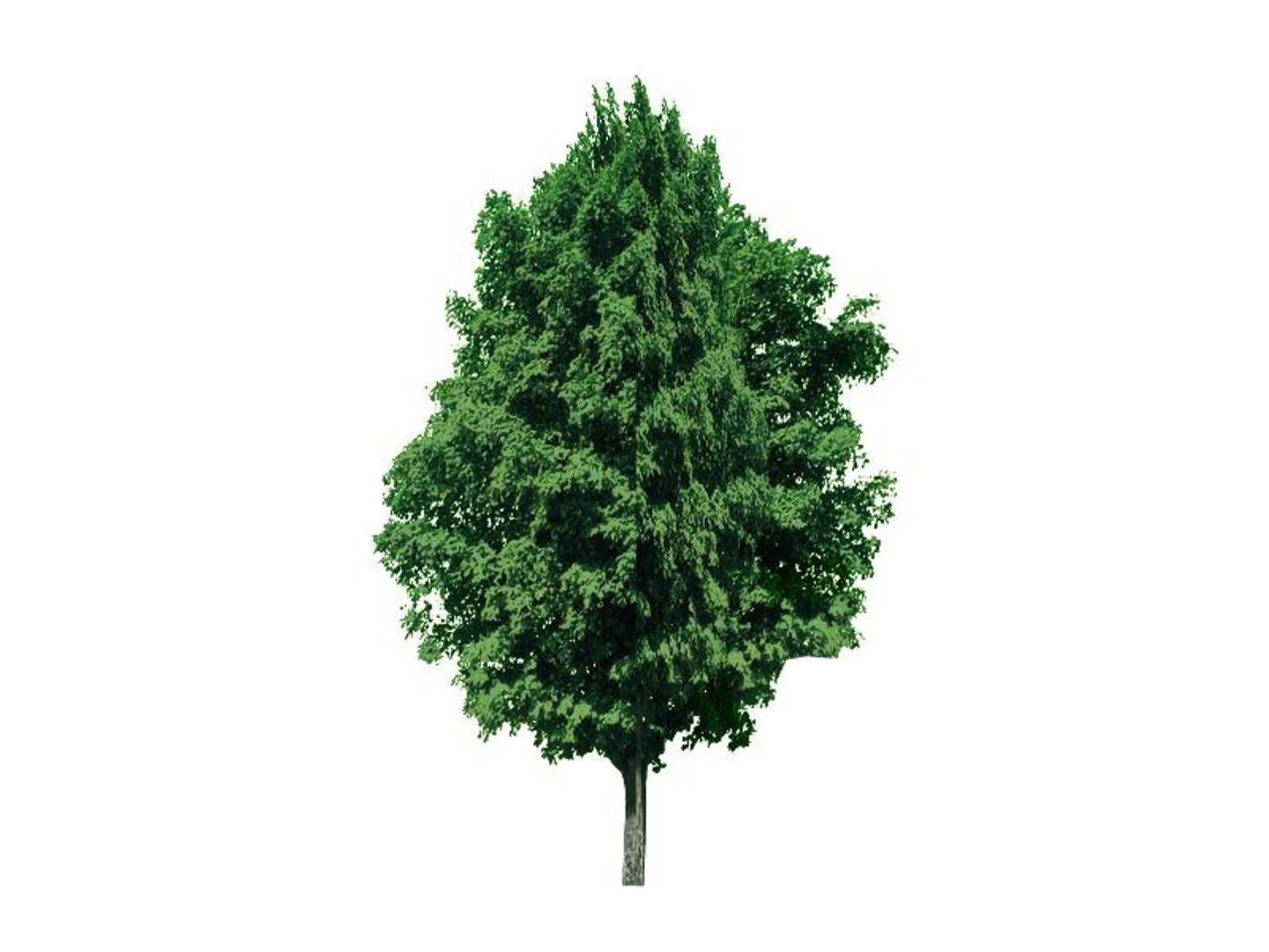maya 22 trees https://p.turbosquid.com/ts-thumb/jK/2IhJqZ/0GaozKIA/norwaymaple/jpg/1134145578/1920x1080/fit_q87/ed1b8412dd899906b056d3e1b12eb4f712b9afb4/norwaymaple.jpg