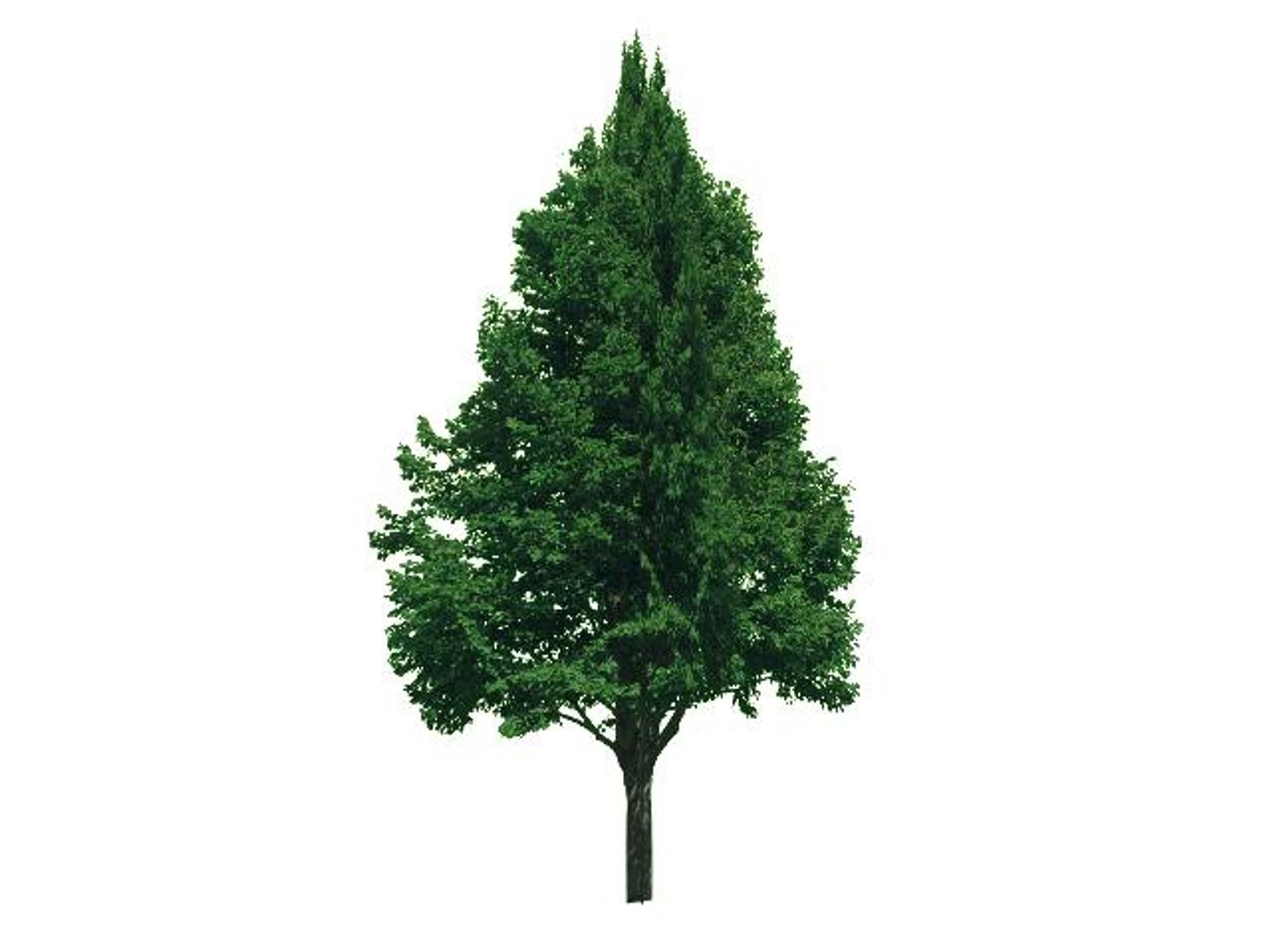 maya 22 trees https://p.turbosquid.com/ts-thumb/jK/2IhJqZ/0Qga45rg/americanlinden/jpg/1134145534/1920x1080/fit_q87/bc51476fb6fac06b4e142d31b980e55f472e01e5/americanlinden.jpg