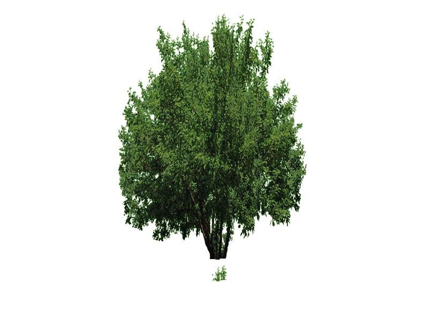 maya 22 trees https://p.turbosquid.com/ts-thumb/jK/2IhJqZ/45c5FOrn/crabapple/jpg/1134145547/1920x1080/fit_q87/c9a862a31f640d6a5f532ab55baf65daf29e6060/crabapple.jpg