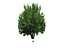 22_low_poly_trees