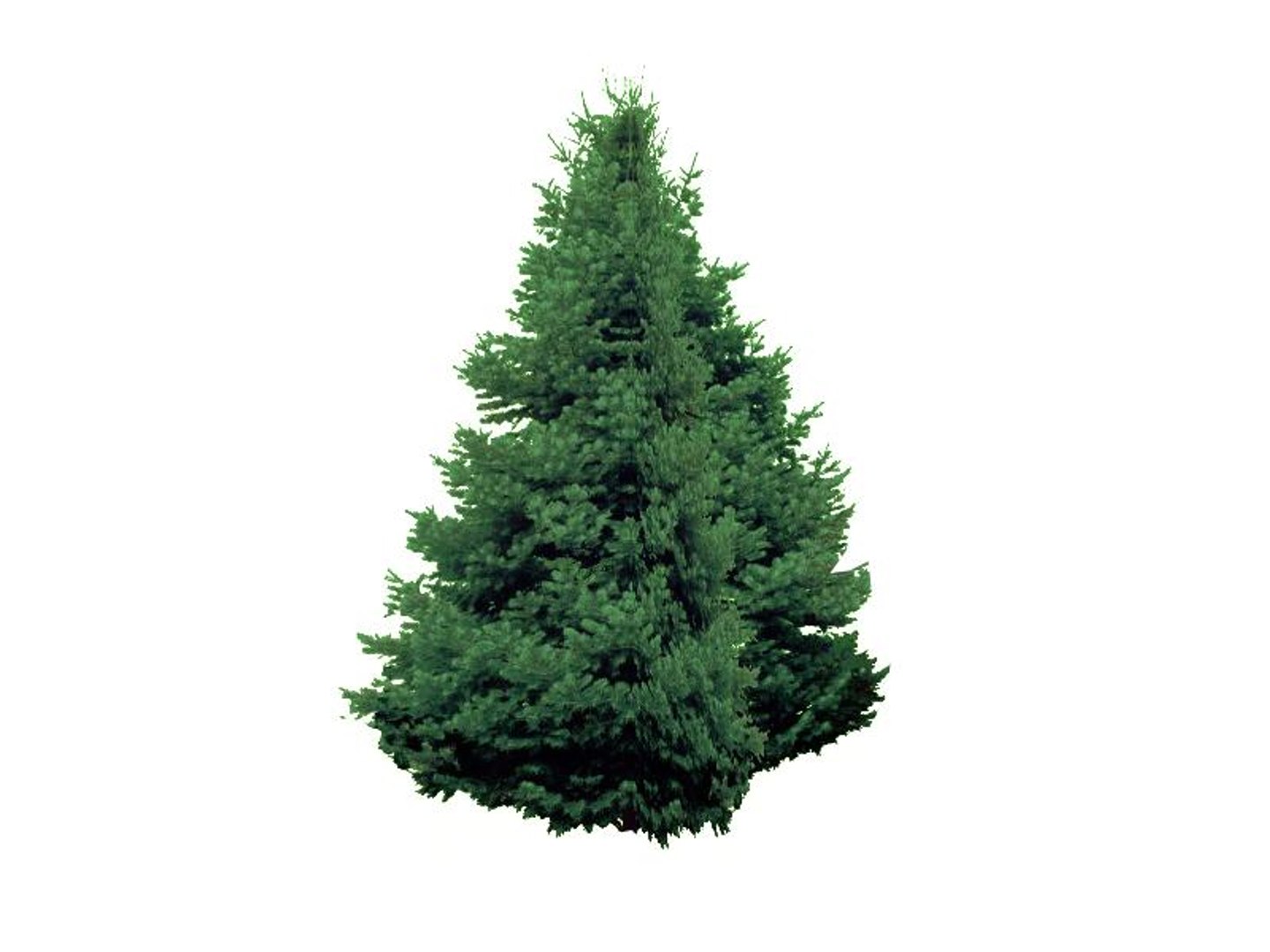 maya 22 trees https://p.turbosquid.com/ts-thumb/jK/2IhJqZ/49HqPNVo/whitefir/jpg/1134145640/1920x1080/fit_q87/656a7ce3684808c09ae182b642ee2eb52b976067/whitefir.jpg