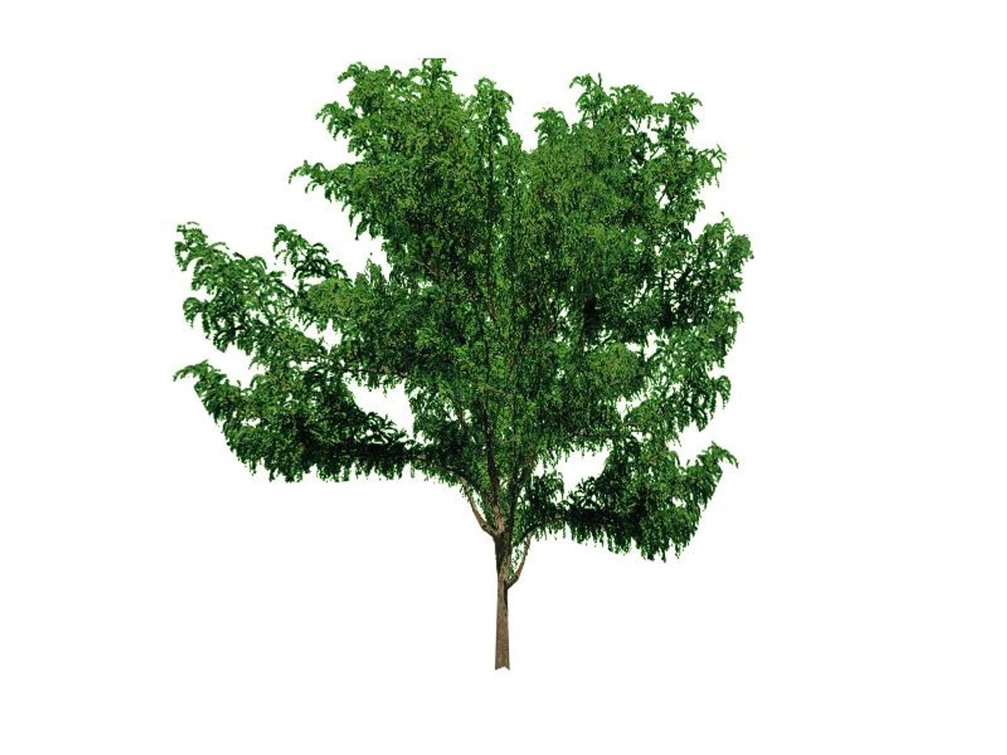 maya 22 trees https://p.turbosquid.com/ts-thumb/jK/2IhJqZ/7IjCiUHc/honeylocust/jpg/1134145556/1920x1080/fit_q87/f87917e324c2ca91daf58c27a848dec1c132d262/honeylocust.jpg