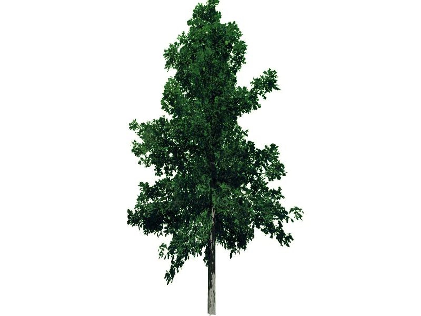 maya 22 trees https://p.turbosquid.com/ts-thumb/jK/2IhJqZ/9EW3Jn9u/whiteoak/jpg/1134145646/1920x1080/fit_q87/76529d04dda8d3ace342907ce679926afa834f7d/whiteoak.jpg