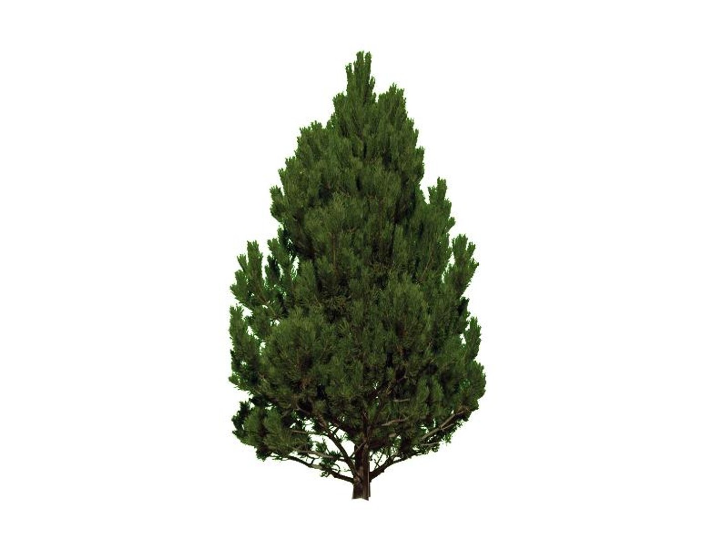 maya 22 trees https://p.turbosquid.com/ts-thumb/jK/2IhJqZ/BSRUhLnr/ponderosapine/jpg/1134145603/1920x1080/fit_q87/2fce93e483ce6e024a71fd8f31ba8da0a4d2dcbd/ponderosapine.jpg