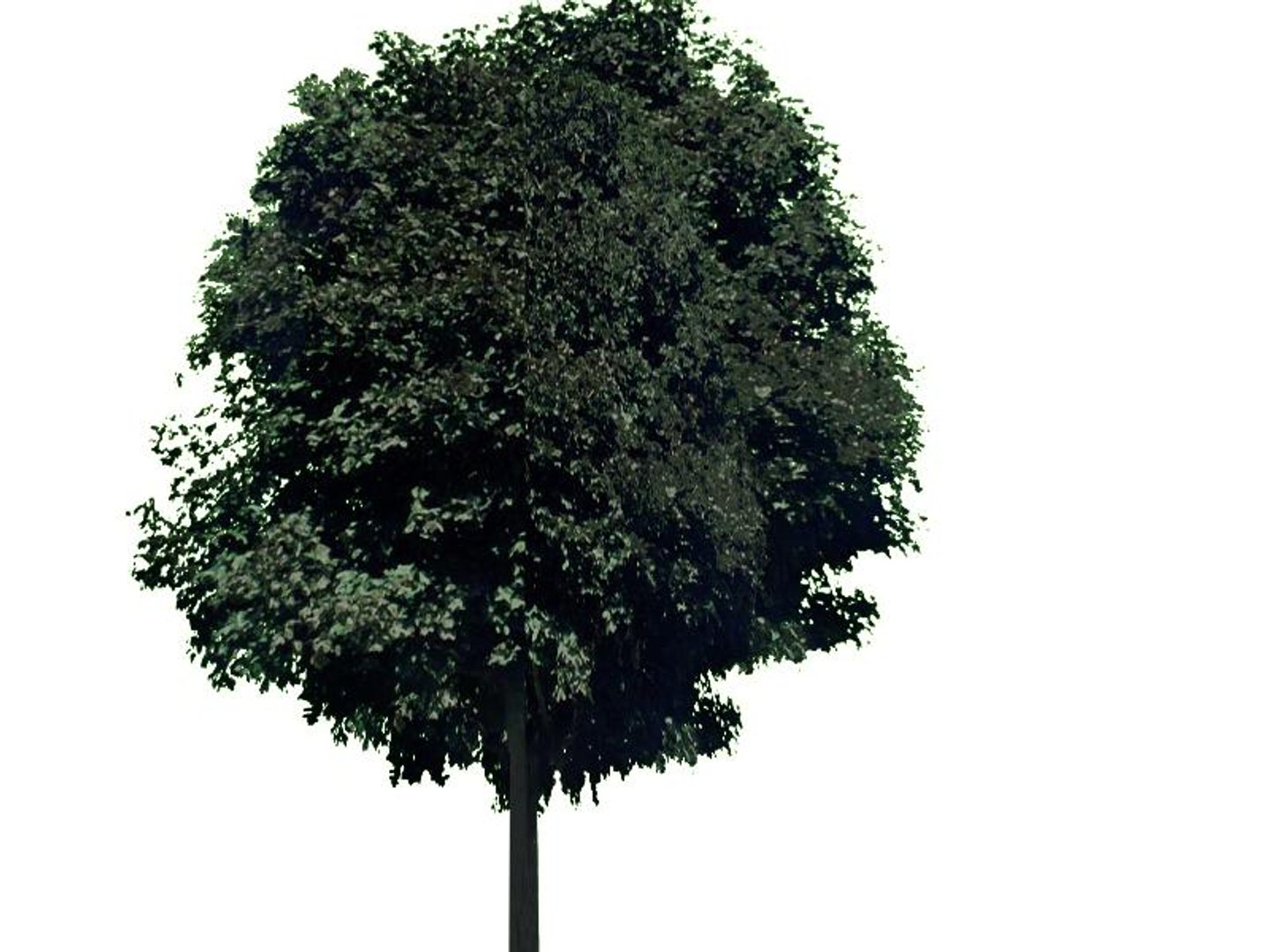 maya 22 trees https://p.turbosquid.com/ts-thumb/jK/2IhJqZ/Npi45sed/purplemaple/jpg/1134145608/1920x1080/fit_q87/e1e275baddea7cde4dcba2ff1f4cf2796ea864b2/purplemaple.jpg