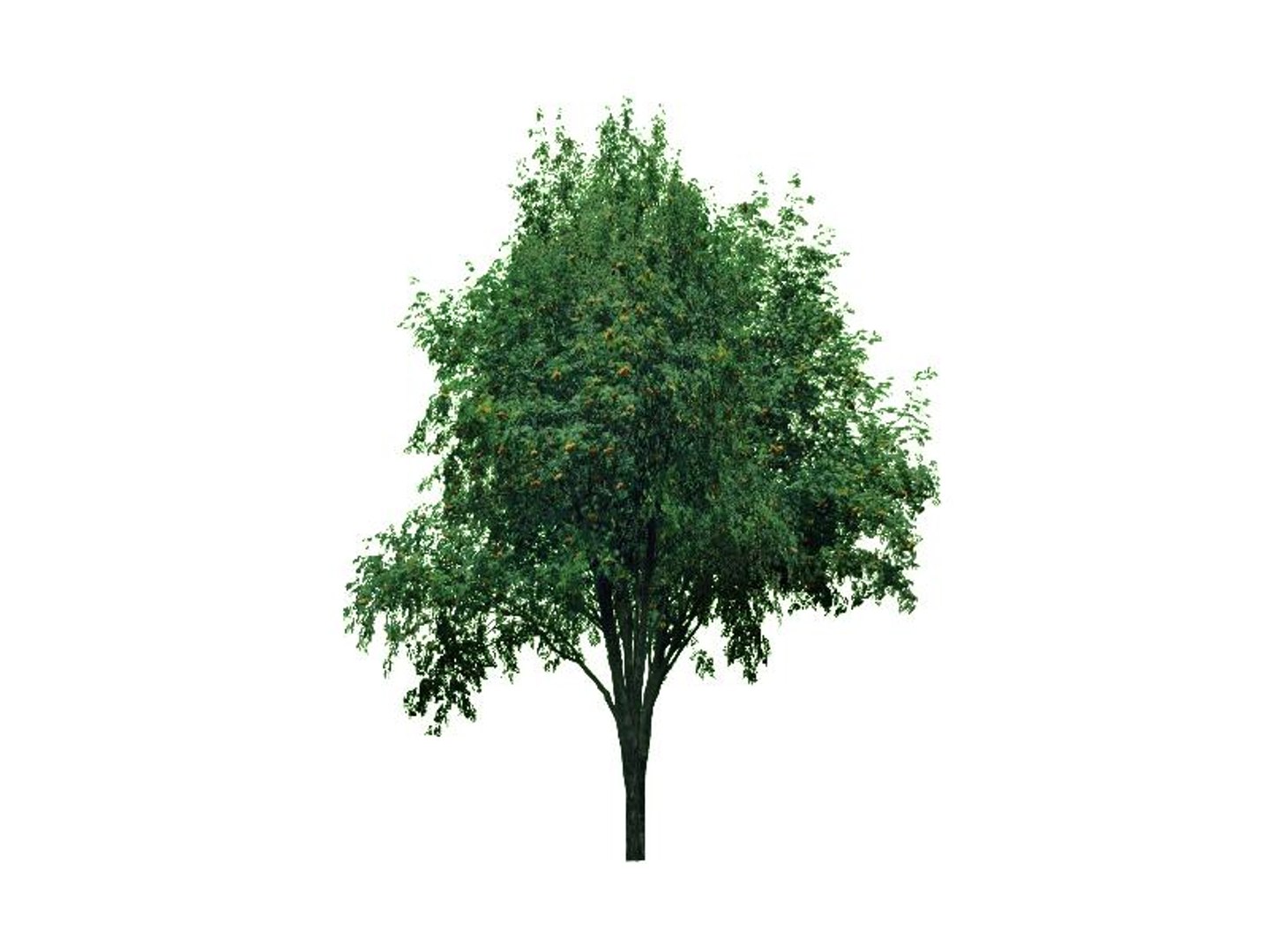 maya 22 trees https://p.turbosquid.com/ts-thumb/jK/2IhJqZ/YHT434wy/mountainash/jpg/1134145567/1920x1080/fit_q87/84195deab1d69d37763deee7cdf4909ab5f00c66/mountainash.jpg