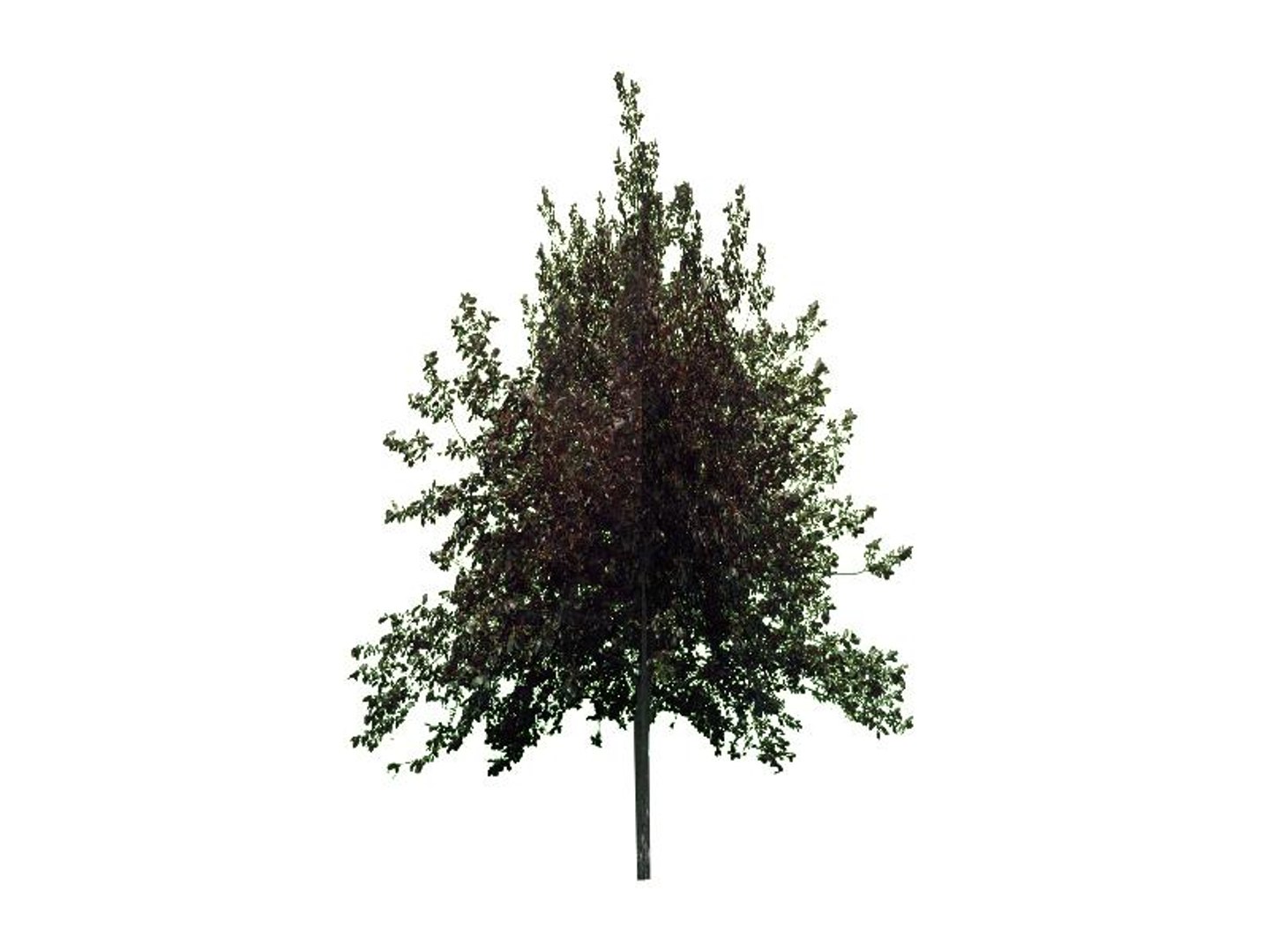 maya 22 trees https://p.turbosquid.com/ts-thumb/jK/2IhJqZ/b0zTYUAq/newportplum/jpg/1134145572/1920x1080/fit_q87/cf080599b27eb52d4dcef1b09c281debb39e6de7/newportplum.jpg
