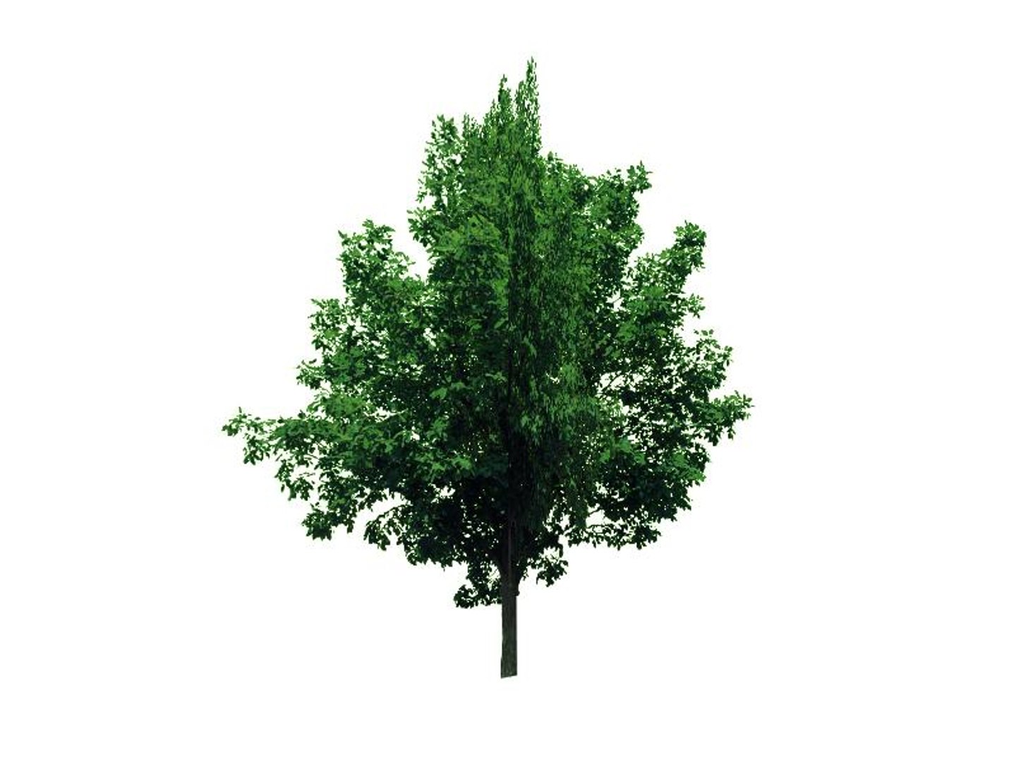 maya 22 trees https://p.turbosquid.com/ts-thumb/jK/2IhJqZ/bSSAlt1c/greenash/jpg/1134145552/1920x1080/fit_q87/4bbd341b976d75486dde94ab43169eb11a4e945c/greenash.jpg