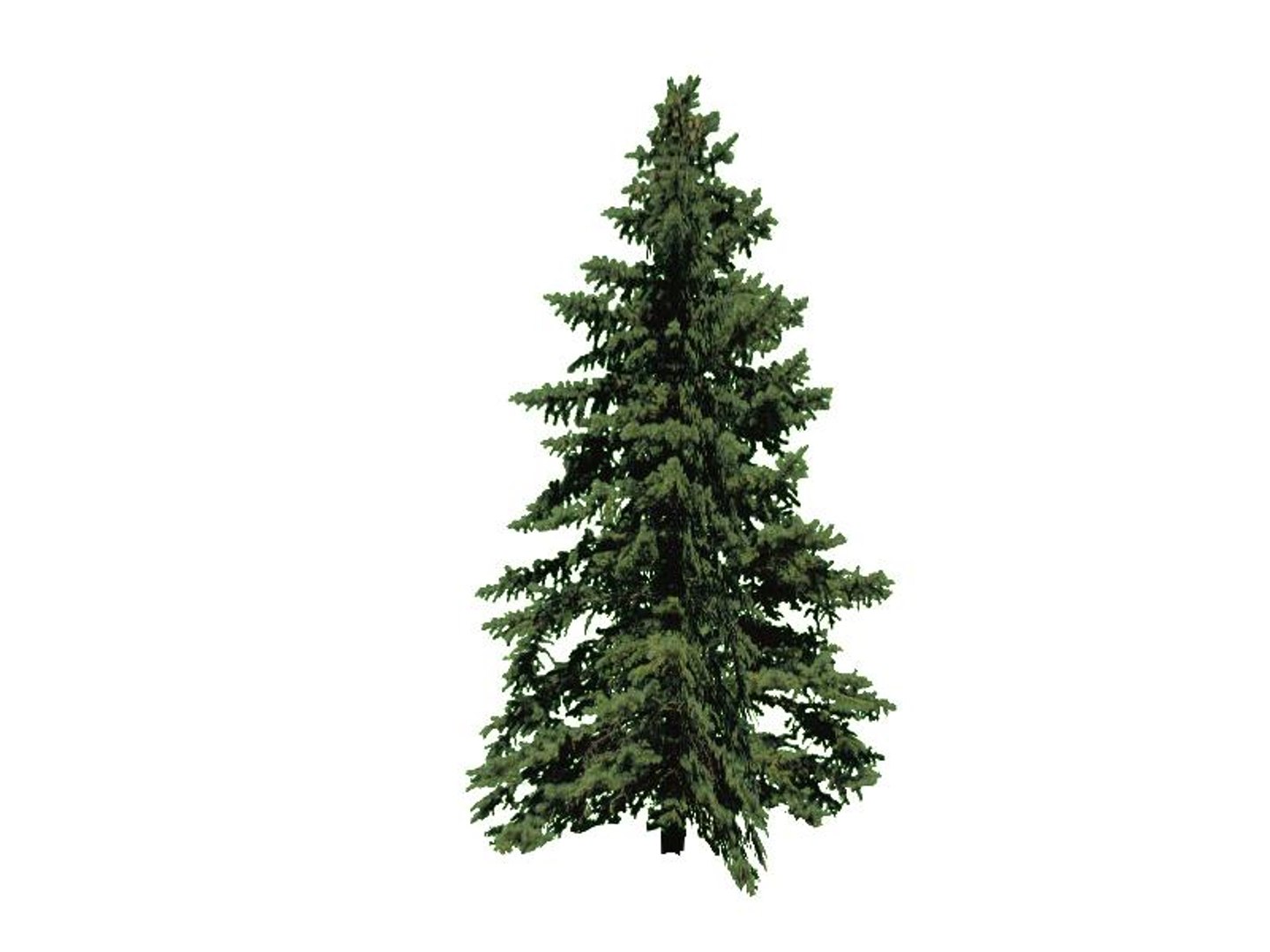 maya 22 trees https://p.turbosquid.com/ts-thumb/jK/2IhJqZ/e0kUhaJD/norwayspruce/jpg/1134145584/1920x1080/fit_q87/52be162b9d9047dae3da18fdf622125b4048668b/norwayspruce.jpg