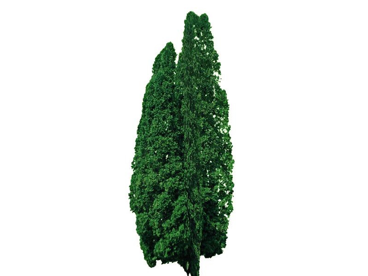 maya 22 trees https://p.turbosquid.com/ts-thumb/jK/2IhJqZ/eLTlZrcZ/arborvitae/jpg/1134145543/1920x1080/fit_q87/ae74810e8ecb5e5e87d15160f035be0c732dfa0f/arborvitae.jpg