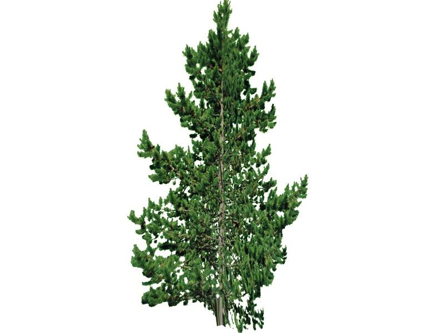maya 22 trees https://p.turbosquid.com/ts-thumb/jK/2IhJqZ/kDov7z77/lodgepolepine/jpg/1134145560/1920x1080/fit_q87/b2ca006c51de601ddd9d3dfc76ff226bed60a0b8/lodgepolepine.jpg