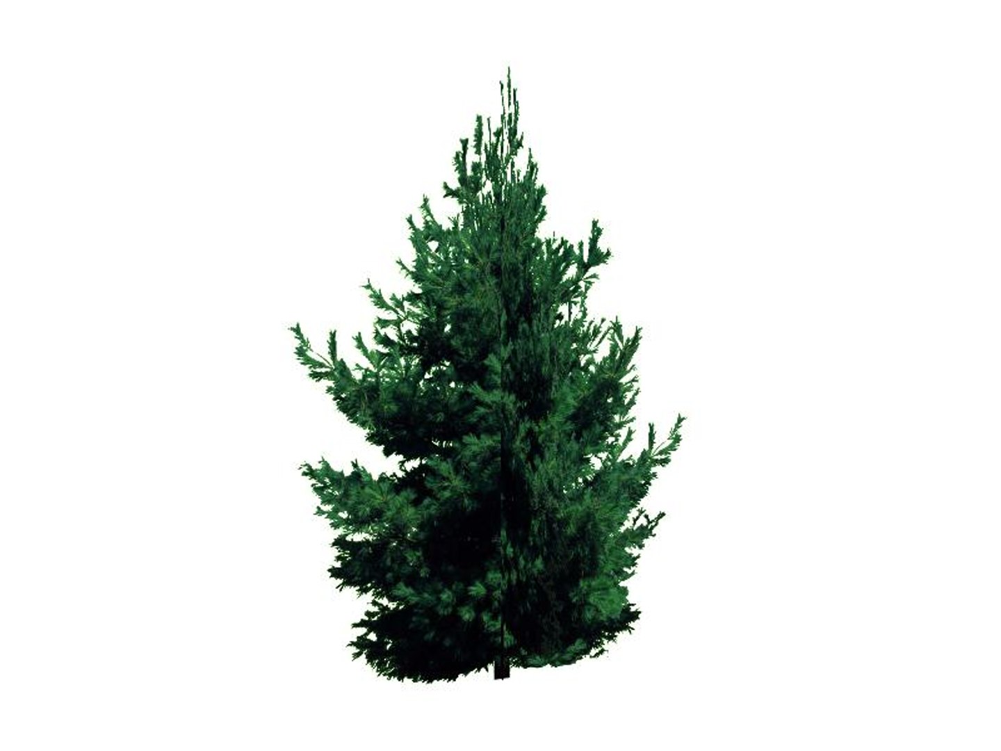maya 22 trees https://p.turbosquid.com/ts-thumb/jK/2IhJqZ/sHKSYVgH/whitepine/jpg/1134145650/1920x1080/fit_q87/bd2f860d72724a66b51a0917e47ba223af49bb09/whitepine.jpg