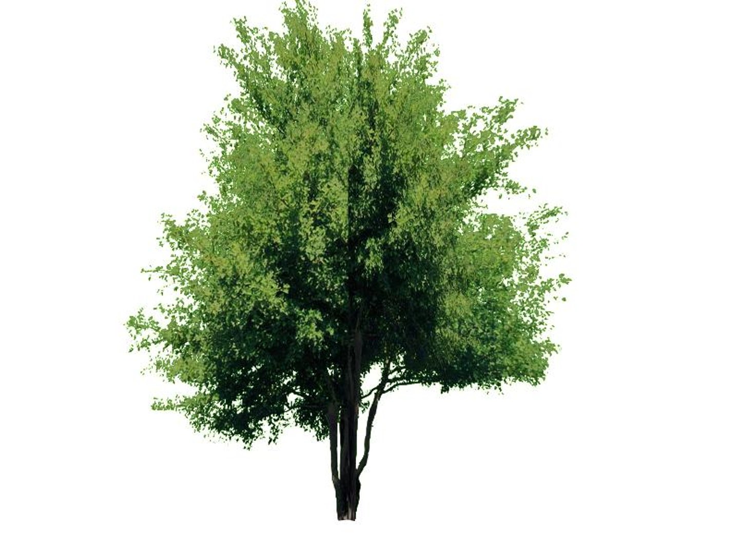 maya 22 trees https://p.turbosquid.com/ts-thumb/jK/2IhJqZ/tFKsRpXK/amurmaple/jpg/1134145539/1920x1080/fit_q87/dcea89b8bd366ff8c413ee30fdc5c1526d4299b9/amurmaple.jpg