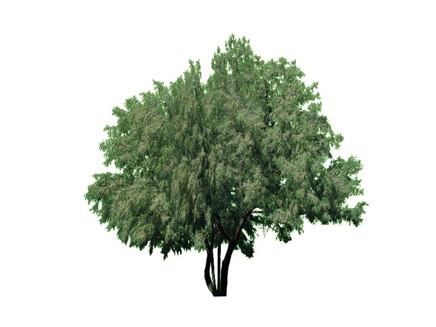 maya 22 trees https://p.turbosquid.com/ts-thumb/jK/2IhJqZ/u5YhqSVu/russianolive/jpg/1134145626/1920x1080/fit_q87/3057edd91051df989dbf136d98426179d4508ef9/russianolive.jpg