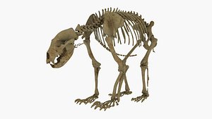 3D realistic bear skeleton rigging