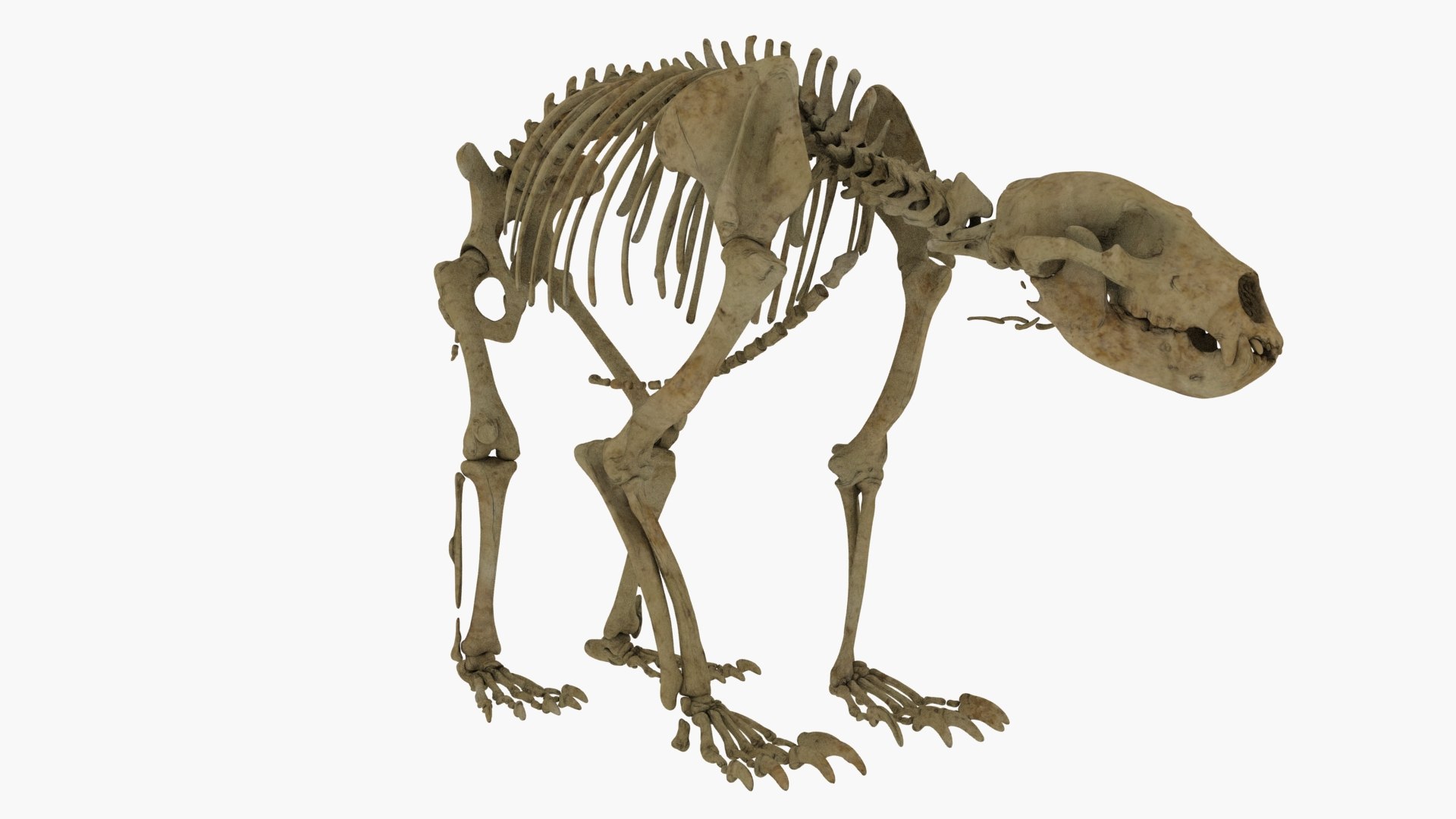 3D Realistic Bear Skeleton Rigging - TurboSquid 1410920