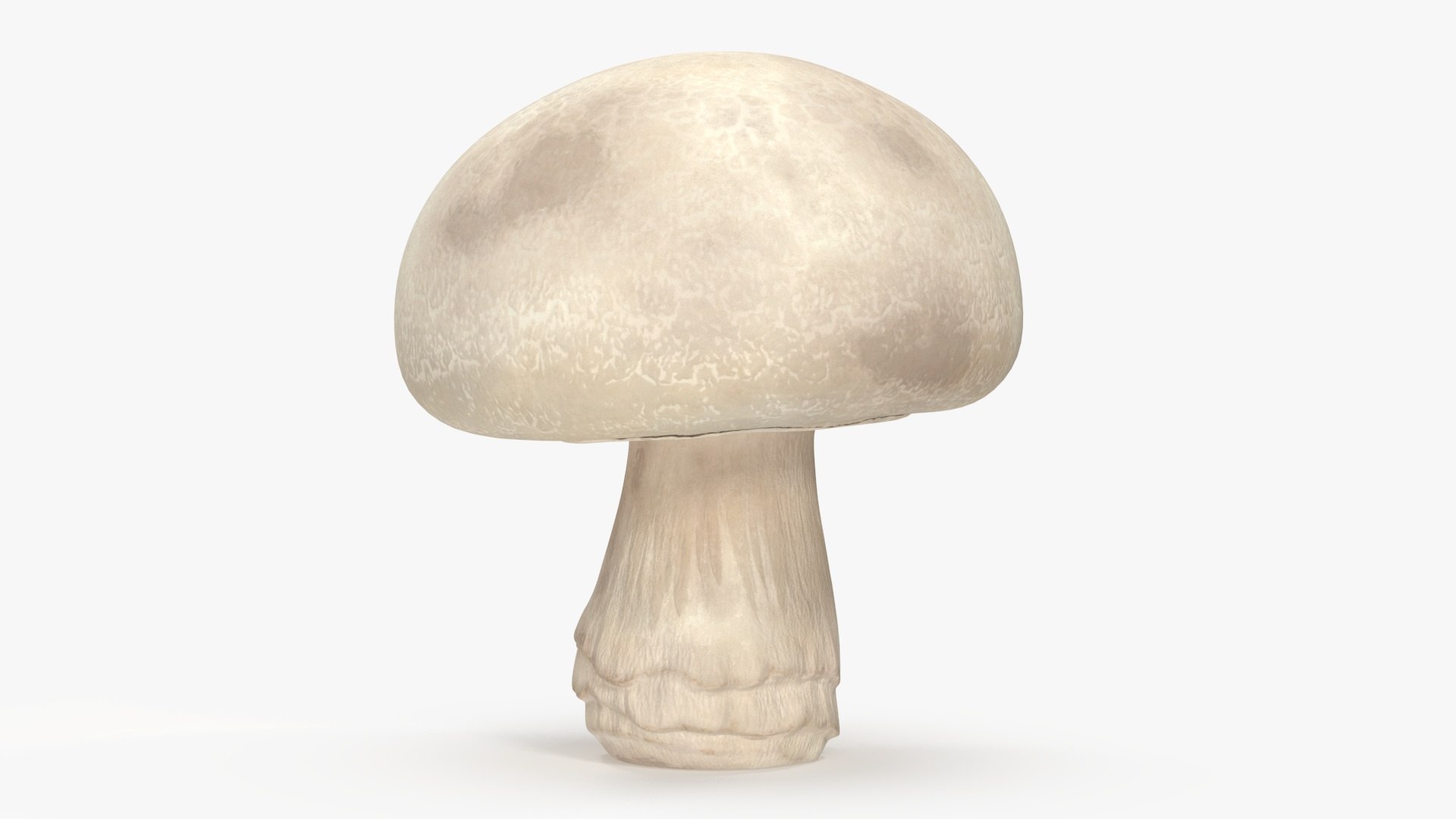 Champignon 3D model https://p.turbosquid.com/ts-thumb/jK/6y4mng/50/champignonc4dmodel010/jpg/1712872522/1920x1080/fit_q87/4dc1a66d77a0df0ce0d303d41d7adf0c72a9109b/champignonc4dmodel010.jpg