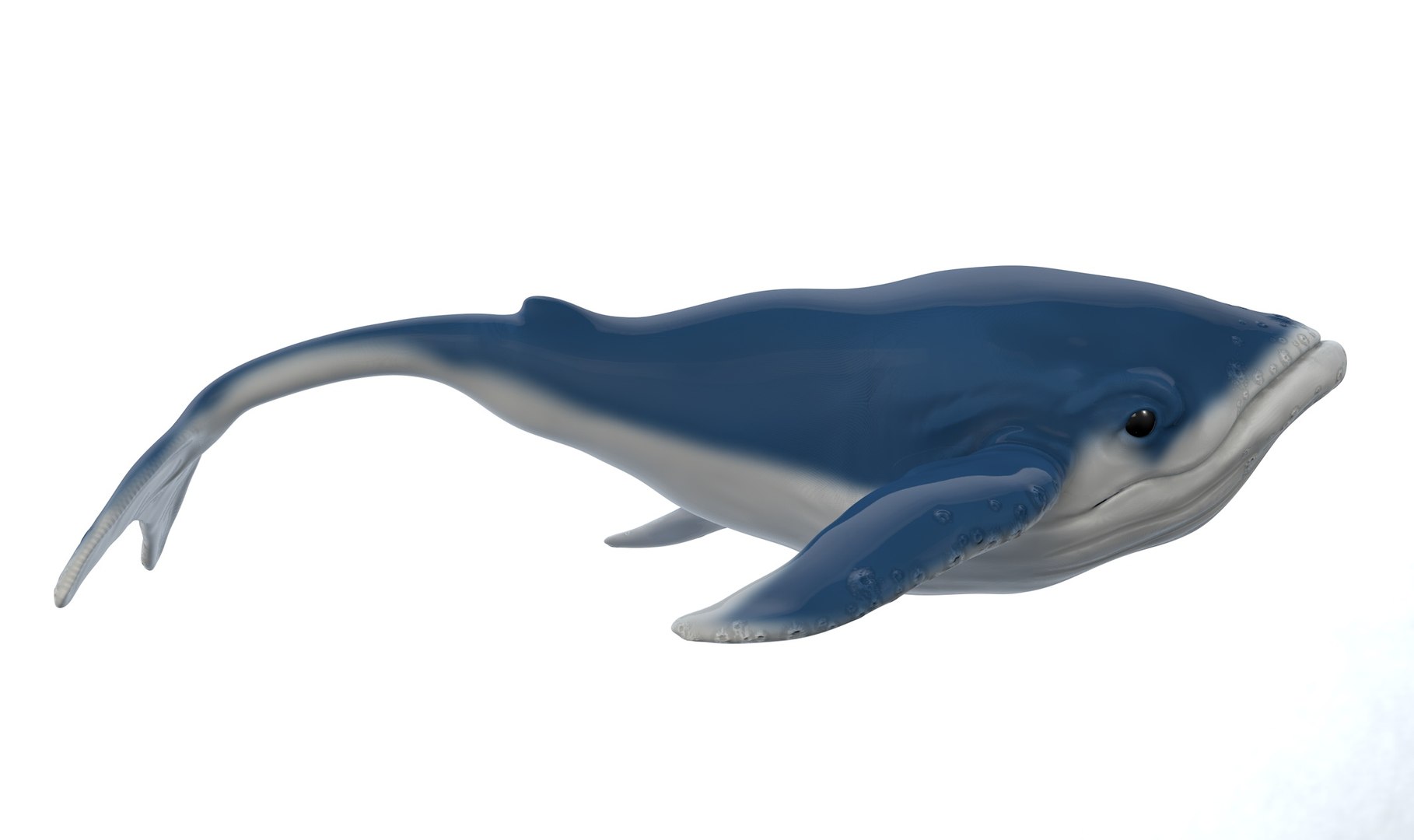 3D whale cartoon - TurboSquid 1377442