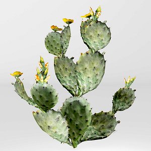 3D model cactus prickly pear