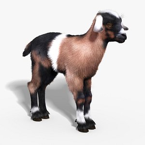 max baby goat fur