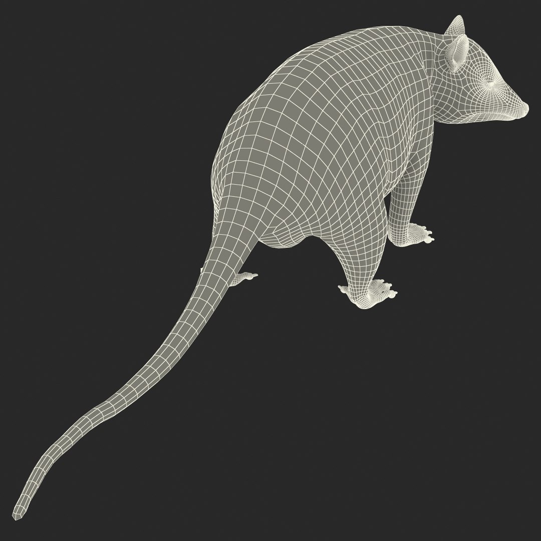 Possum Pose 3d Model