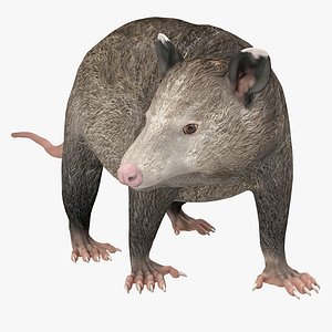 possum pose 3d model