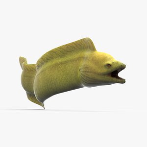 moray eel green