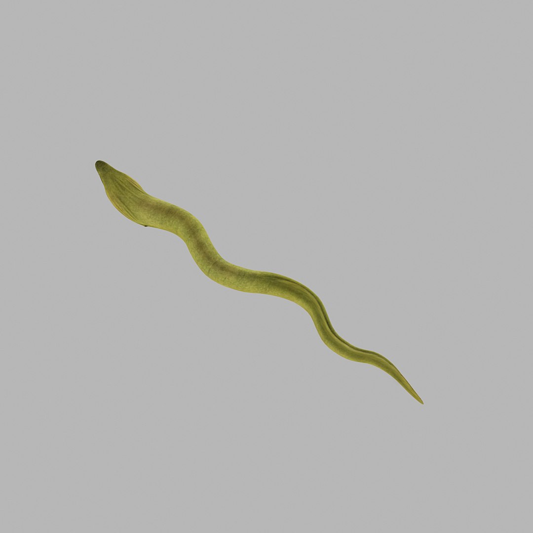 3d eel green model